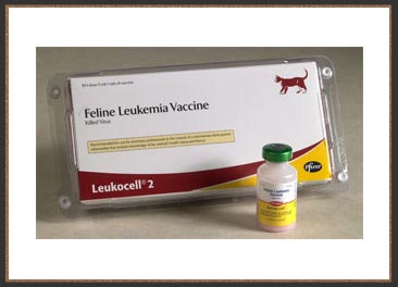 Leukocell 2 Vaccine