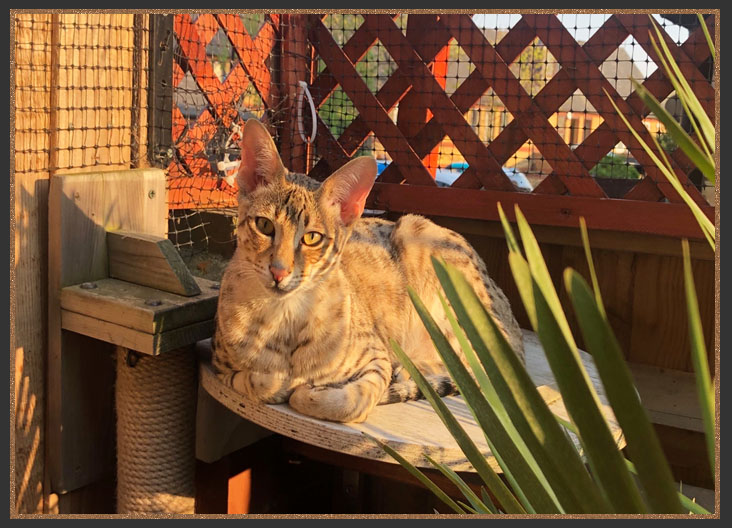 Sittingpretty Swiper enjoying the outside safely in a cat proof fenced garden