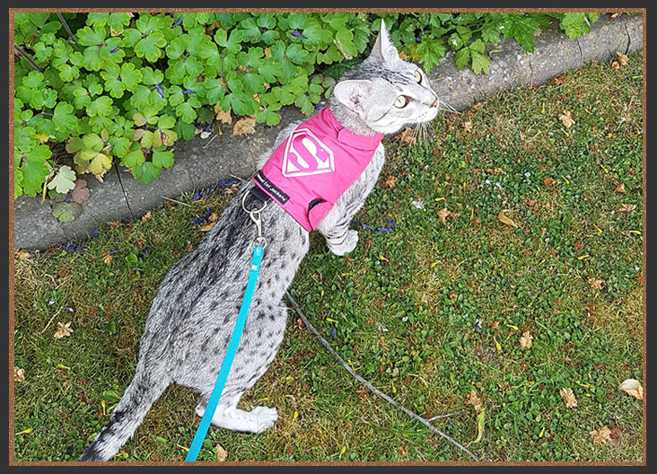 Sittingpretty Shirlie going for a walk on a lead and harness