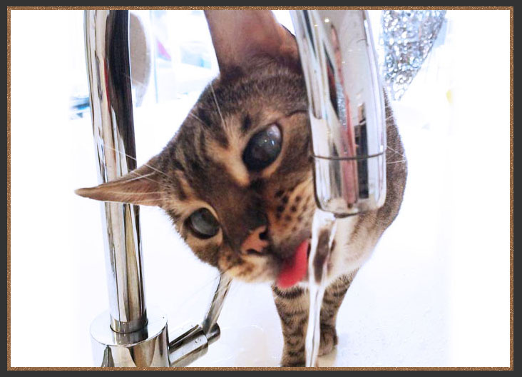 Bengal cat drinking from the tap