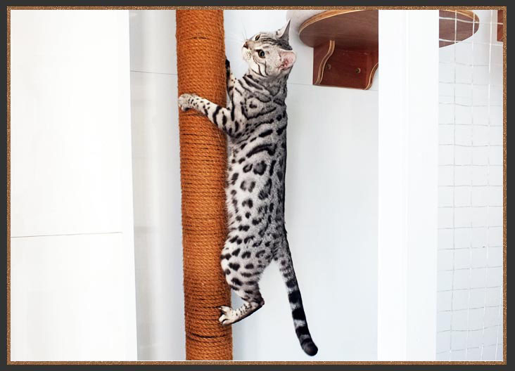 Bengal cat climbing