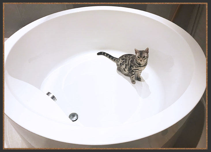 Bengal cat sat in the bath