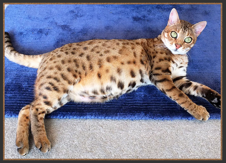 F2 Brown spotted Bengal Cat