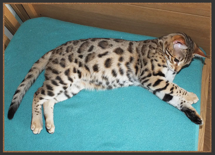 Brown spotted Bengal with whited undersides and black tail tip