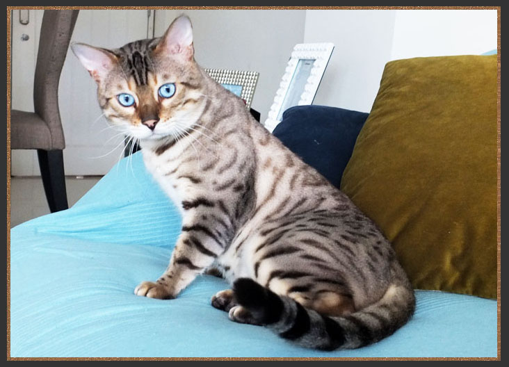 Seal Lynx Bengal cat with white undersides and a black tail tip