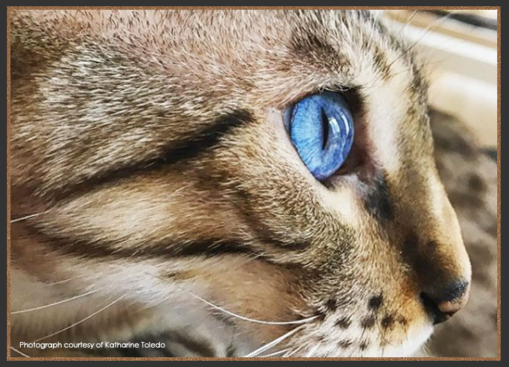 Seal Lynx Bengal cat with blue eyes