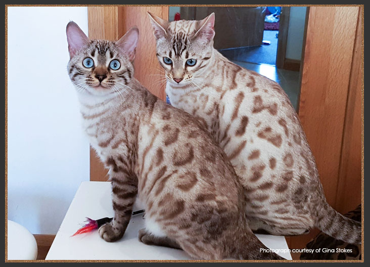 Seal Lynx marbled Bengal Cat