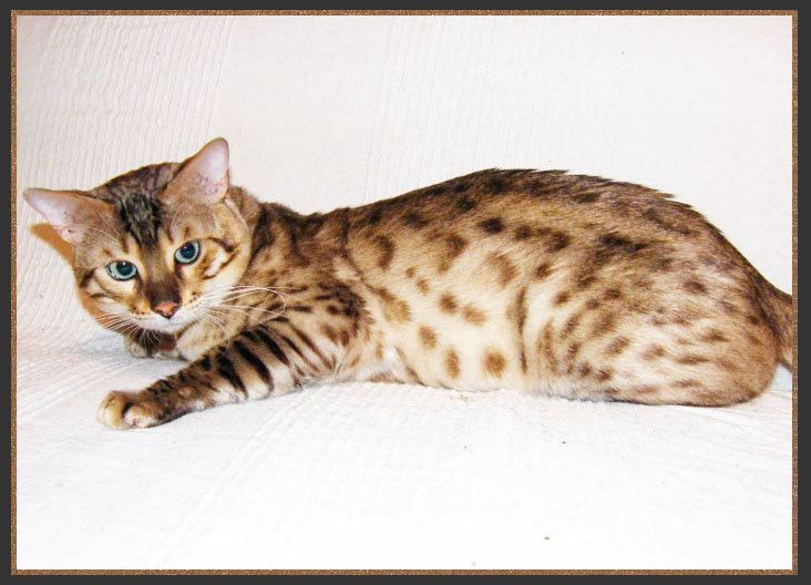 Seal Mink spotted Bengal cat