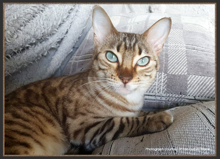 Seal Mink spotted Bengal cat with turquoise blue eyes