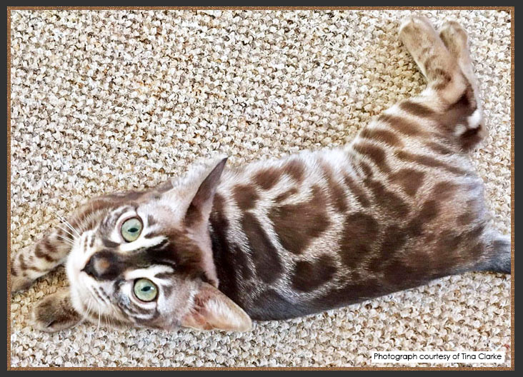 Charcoal Sepia Bengal cat