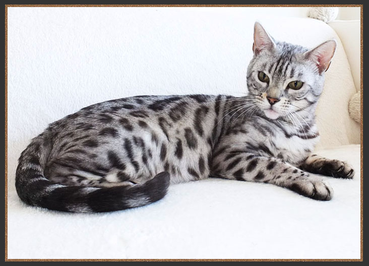 Silver Bengal cat with black tail tip