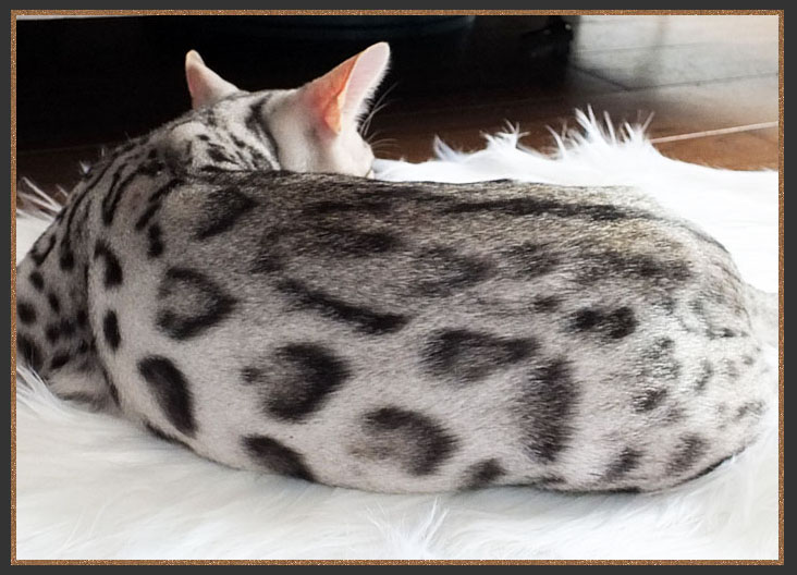 Silver Bengal cat with a white background anf two toned rosetted spots