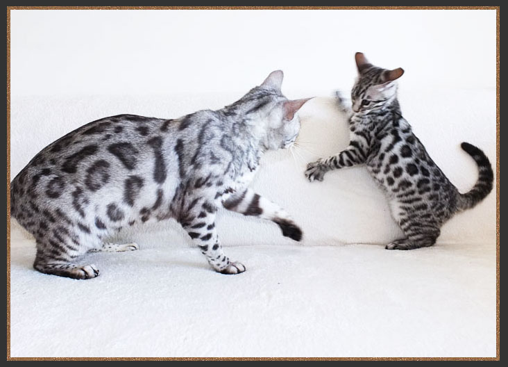 Silver spotted Bengal cat