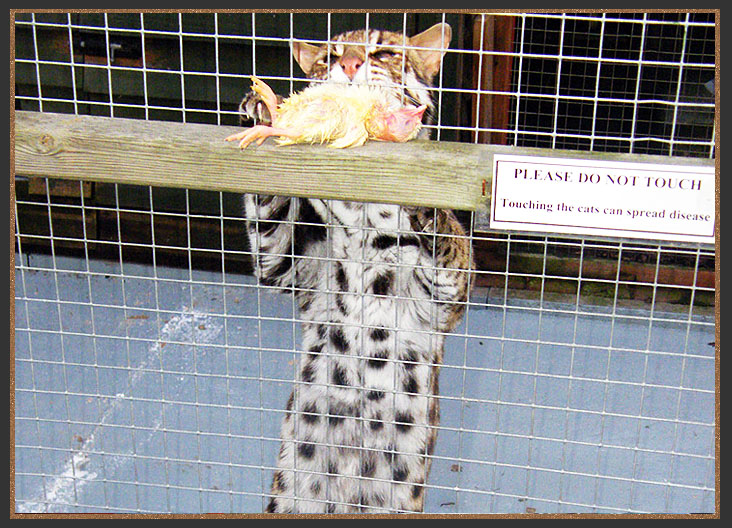 Asian Leopard cat eating small prey