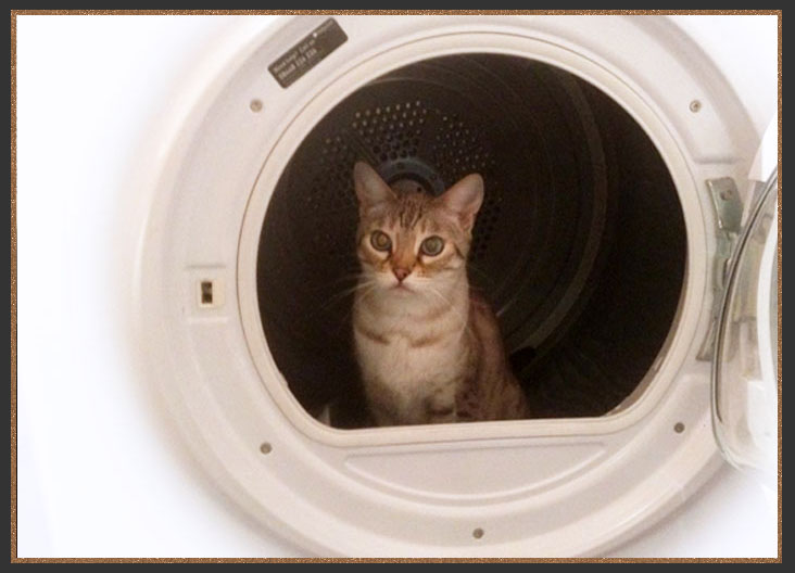 Bengal cat sat in the washing machine