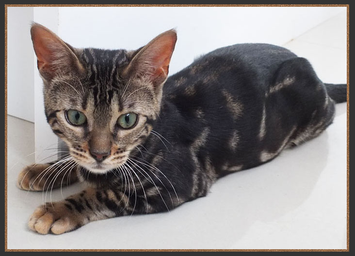 Bengal kitten with sheet marbling