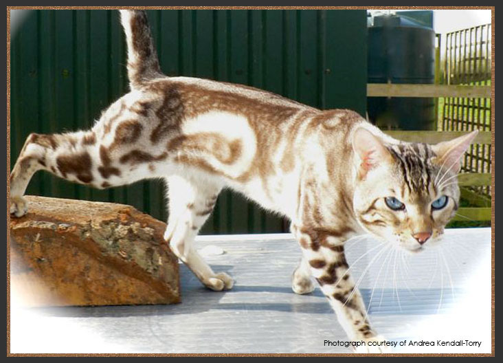 Bengal cat with horizontal marbling