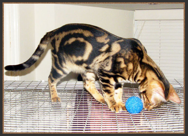 Bengal cat with bulls eye shape in marbling