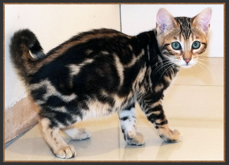 Bengal kitten with closed marbling