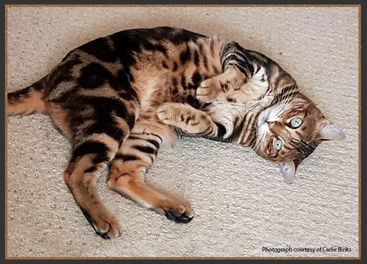Marbled Bengal cat with spotted belly