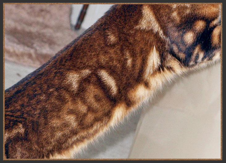 Bengal cat with sheet marbling