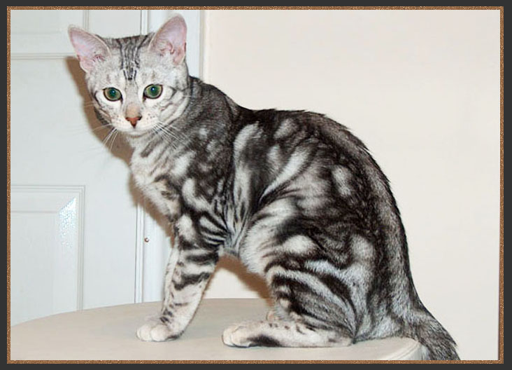 Bengal cat with chaotic marbling