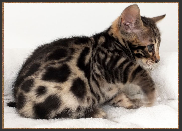 Bengal kitten with closed pattern