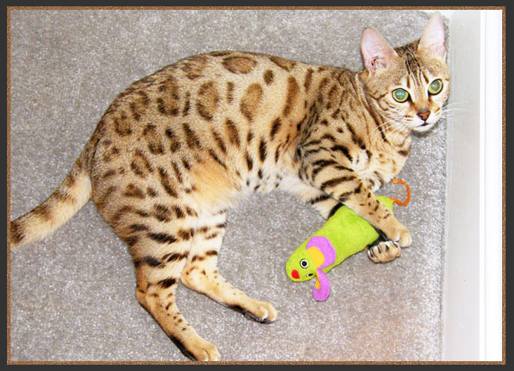 Bengal cat with dougnut rosetted spots