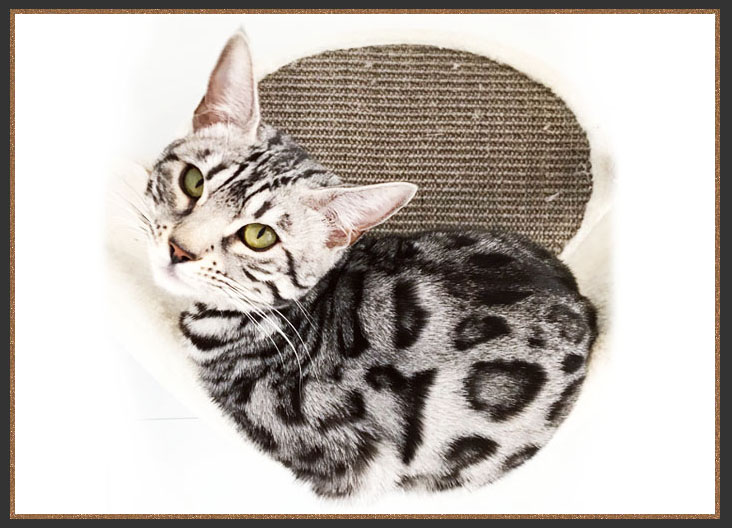 Bengal kitten with three shades of colour and well defined pattern