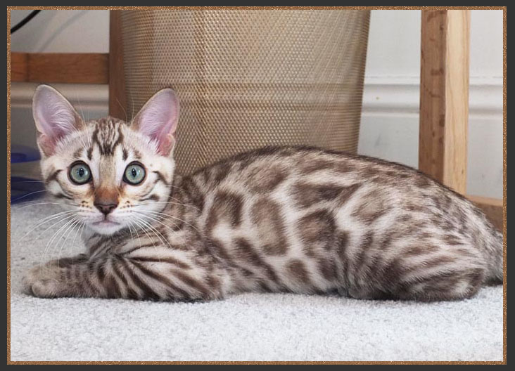Bengal kitten with open pattern