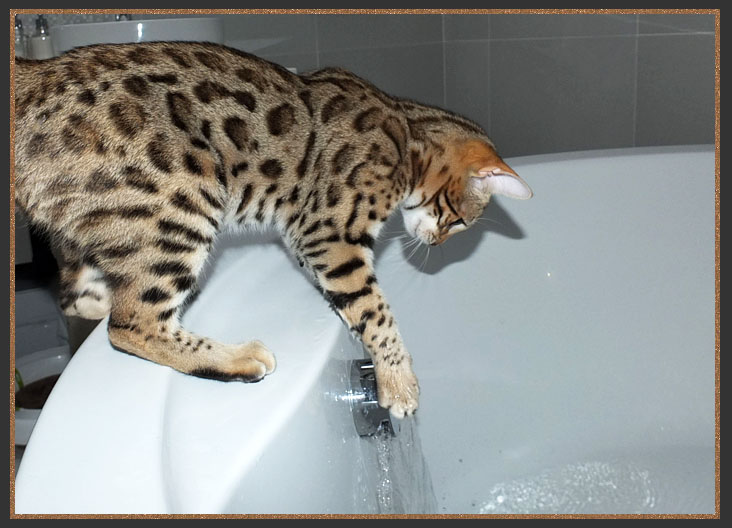 Bengal cat playing with bath water
