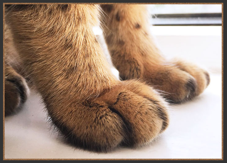 Bengal feet