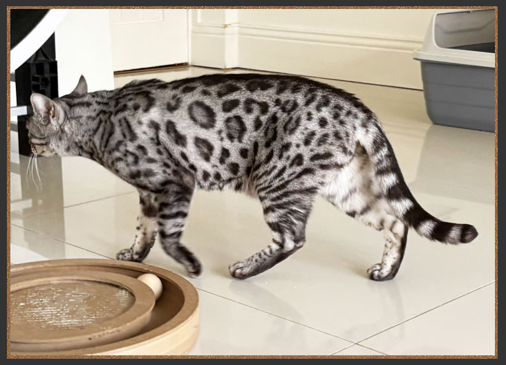 Bengal tail