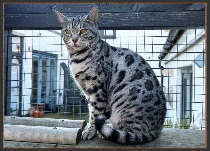 Ambridgebengals Bo