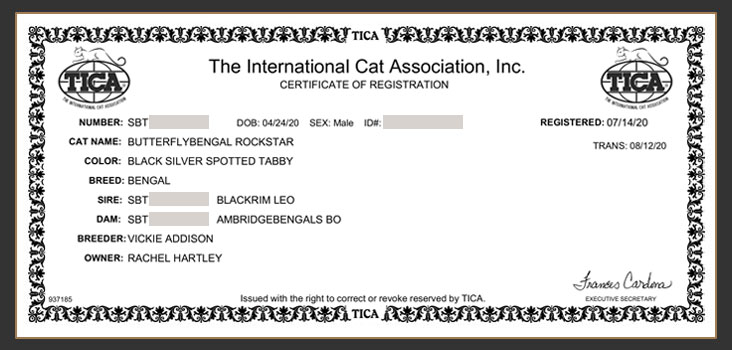Tica Regsitration for Butterfly Bengal Rockstar Of Sittingpretty
