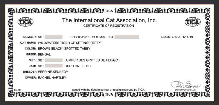 Tica Regsitration for Wildwaters Tiger Of Sittingpretty
