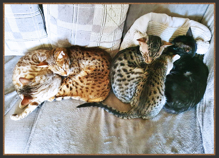 Five Sittingpretty Cats