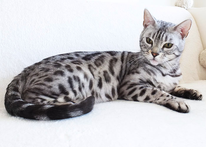 Silver spotted Bengal Sittingpretty Baby Love
