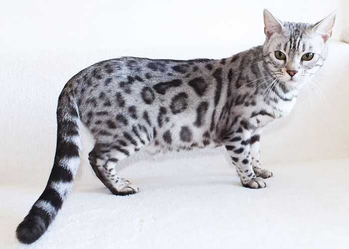 Silver spotted Bengal Sittingpretty Baby Love
