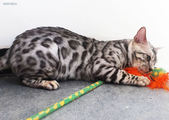 Silver spotted Bengal boy