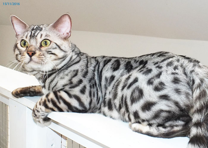 Silver spotted Bengal boy