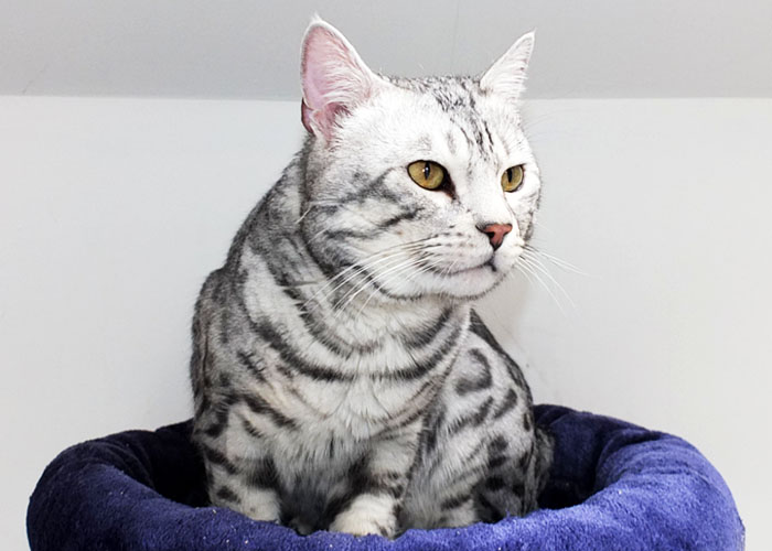 Silver spotted Bengal Sittingpretty Magnum Opus