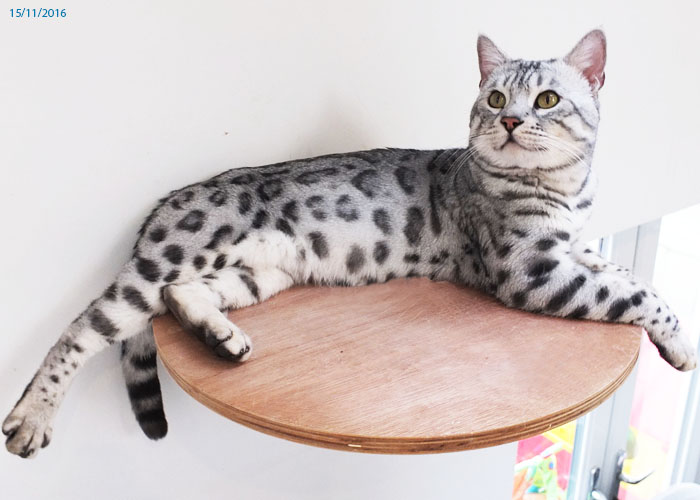 Silver spotted Bengal Sittingpretty Magnum Opus