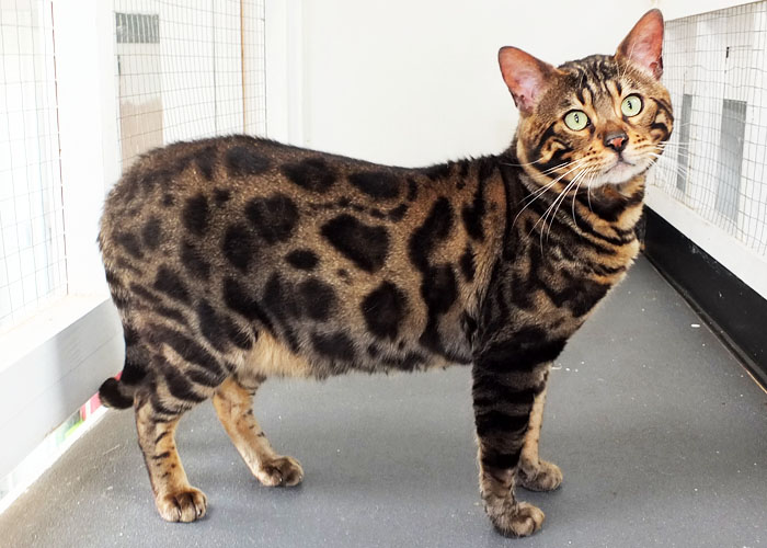 Brown spotted Bengal Sittingpretty Monty Python