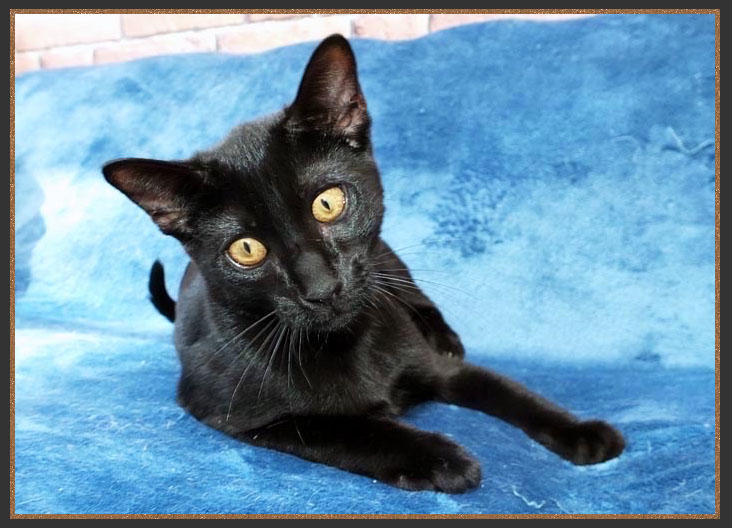 Black Savannah cat