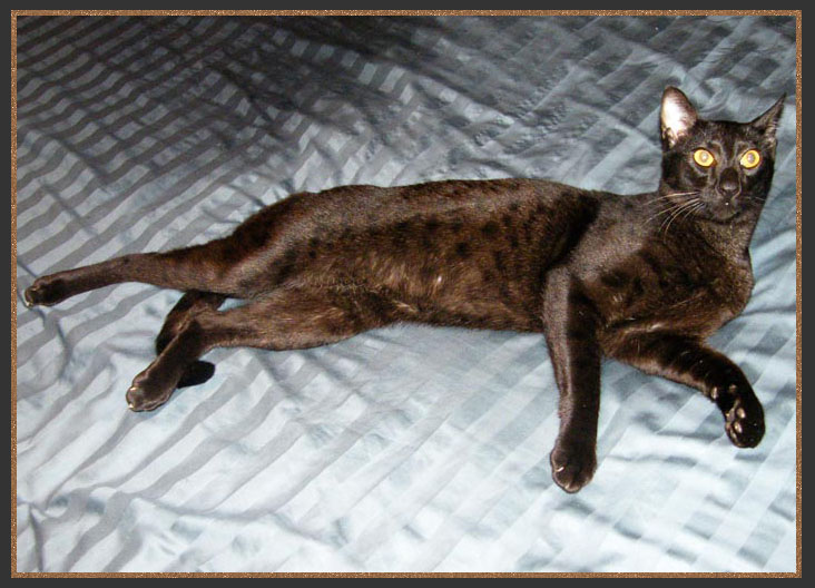 Black Savannah cat
