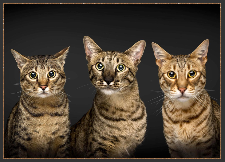 Brown spotted Savannah cats
