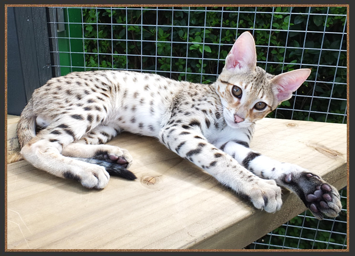 Brown spotted Savannah cat