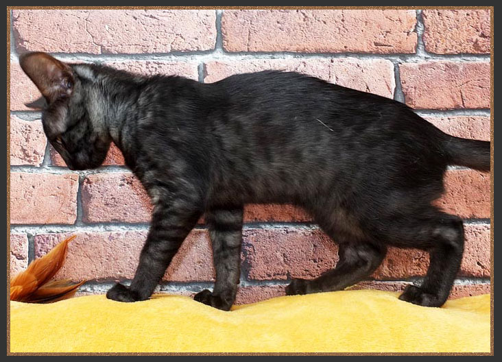 Black Smoke Savannah Cat