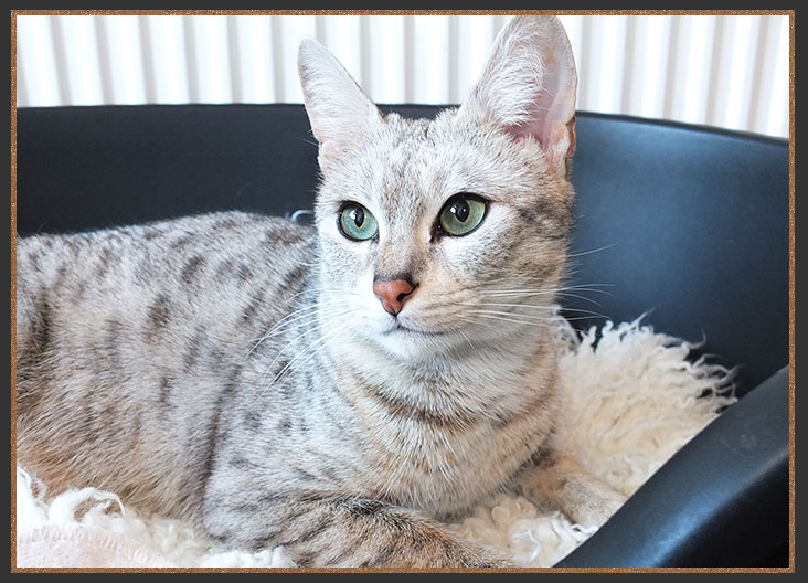 Silver Savannah cat